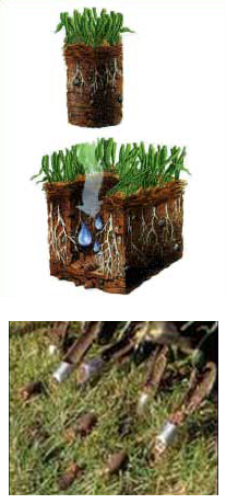 Core Aerating